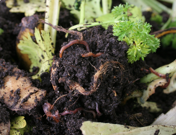 Worms in a clump of soil surrounded by scraps of celery